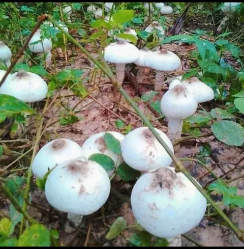 Dongaria Kandha Photo