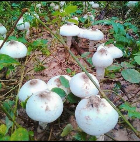 Dongaria Kandha Photo