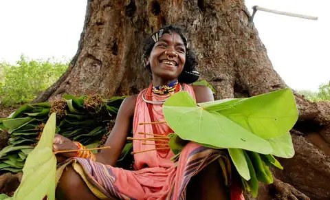 workin time of dongaria kandha 