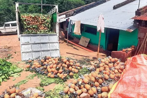 Dongaria Kandha Photo