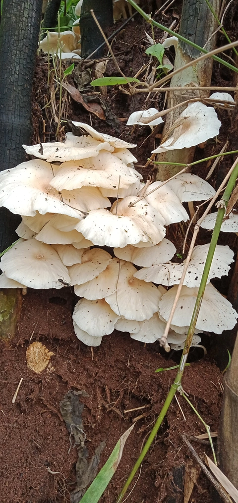 Dongaria Kandha Photo