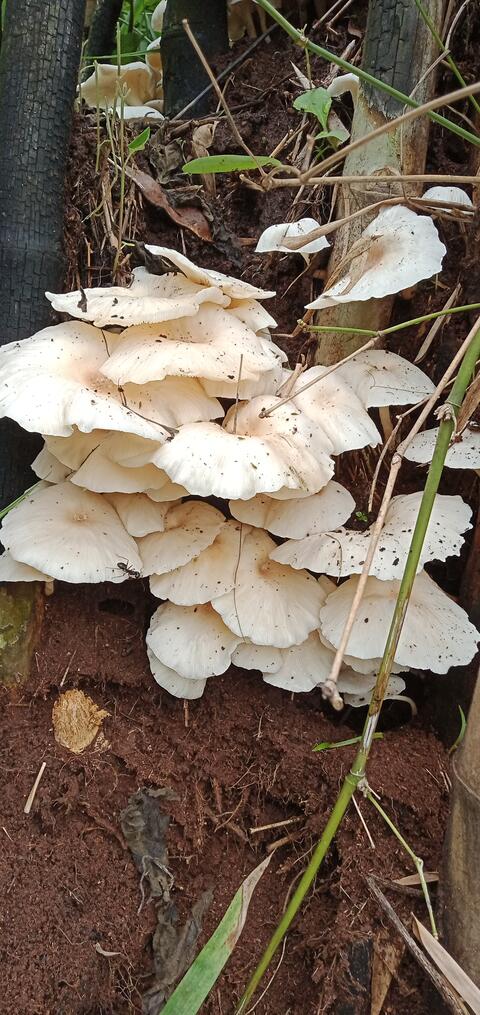 Dongaria Kandha Photo