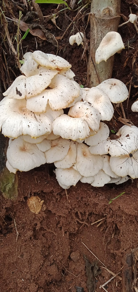 Dongaria Kandha Photo