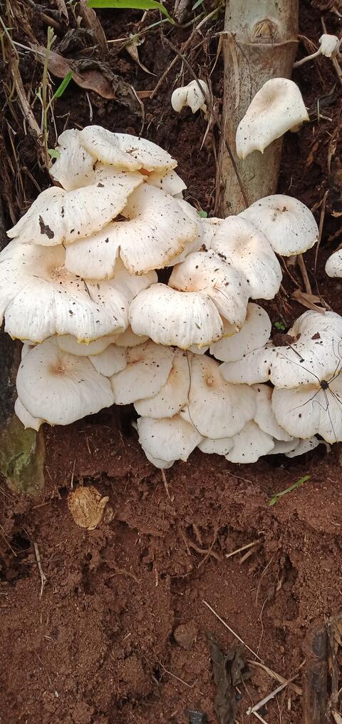 Dongaria Kandha Photo