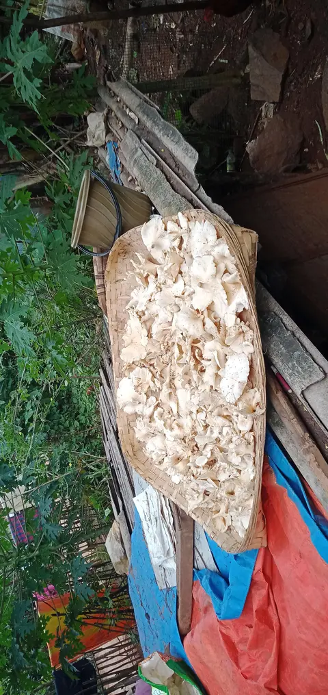 Dongaria Kandha Photo