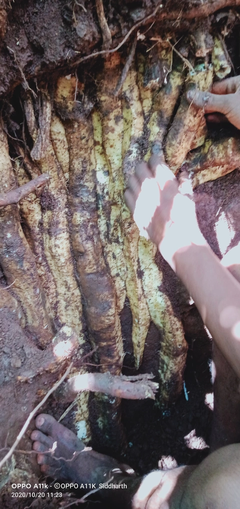 Dongaria Kandha Photo