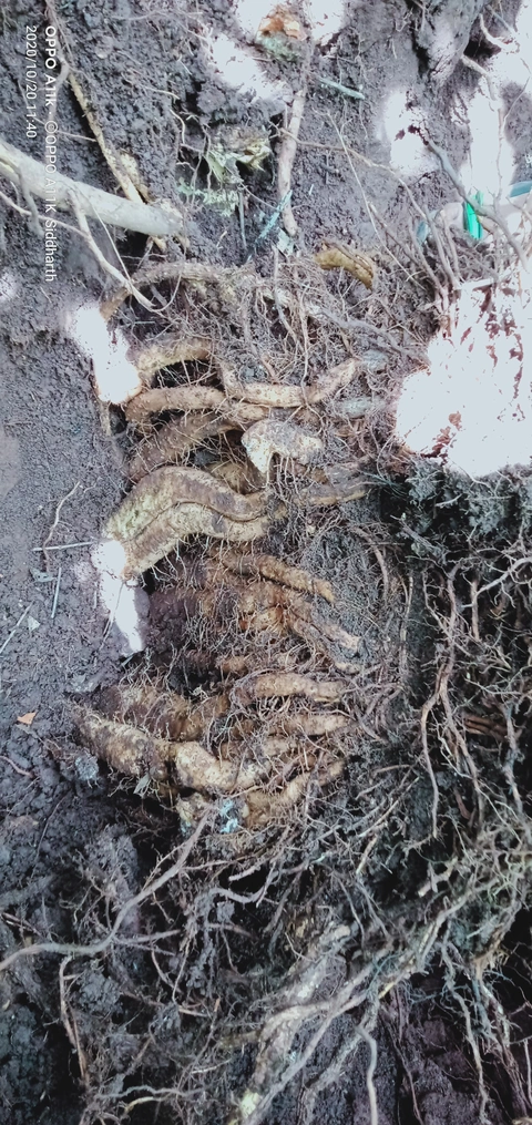 Dongaria Kandha Photo