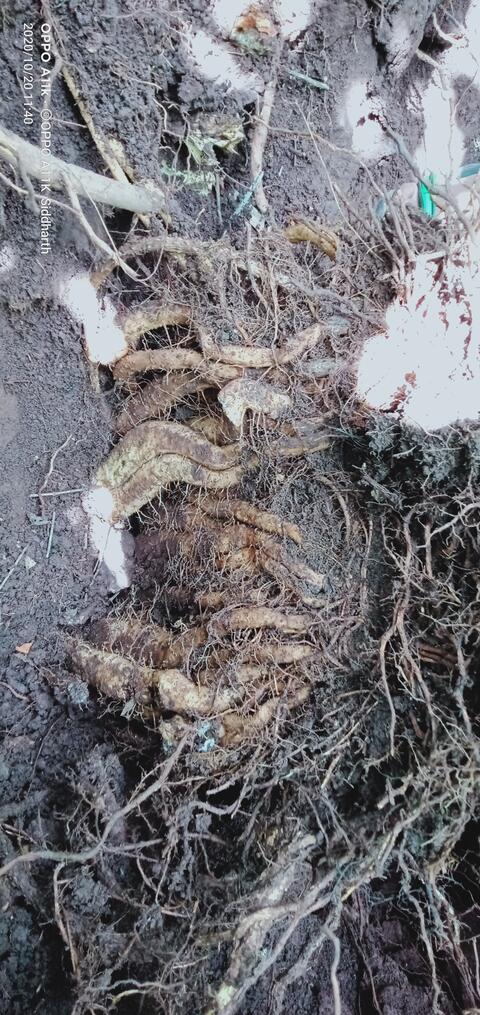 Dongaria Kandha Photo