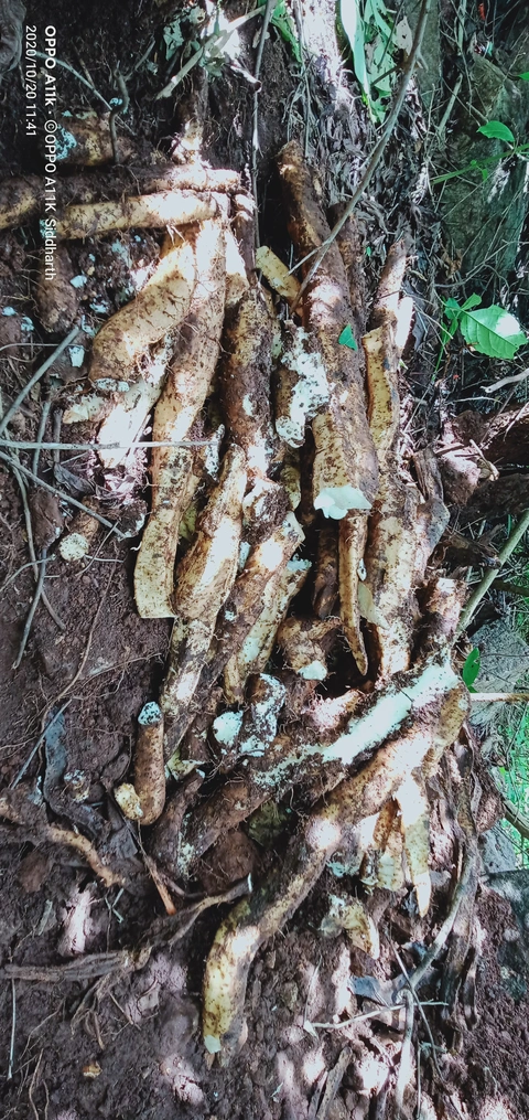 Dongaria Kandha Photo