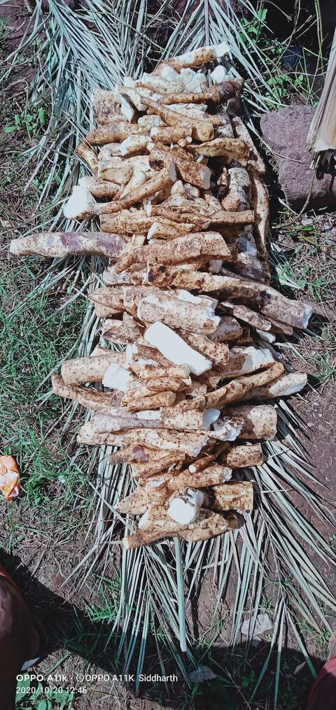 Dongaria Kandha Photo