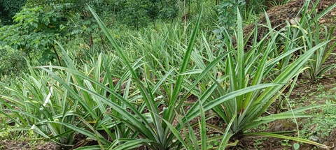 Dongaria Kandha Photo