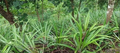 Dongaria Kandha Photo