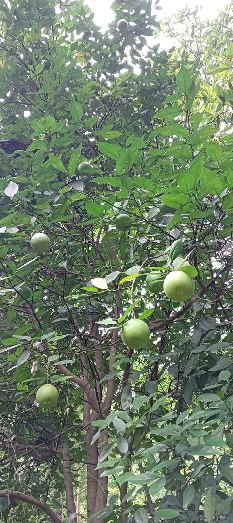 orange of niyamagiri