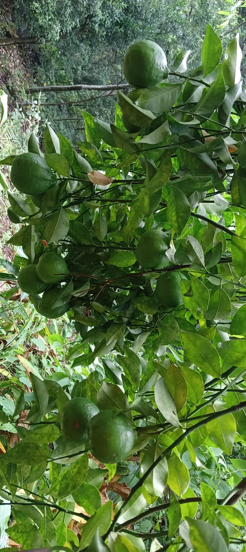 orange of niyamamgiri