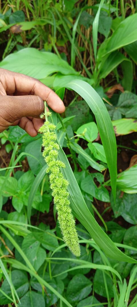 triditional of niyamagiri