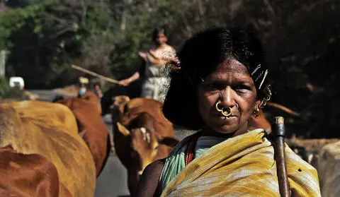 Dongaria Kandha Photo